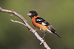 Black-headed Grosbeak